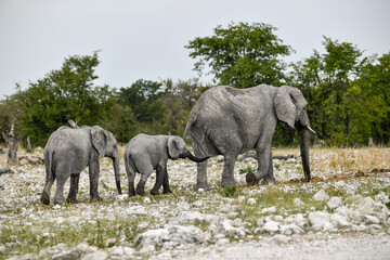Fototapeta premium Elephant in wild savanna , Africa 