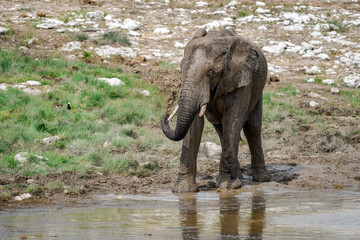 Elephant  in wild savanna , Africa
