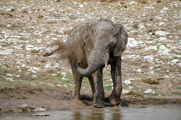 Elephant  in wild savanna , Africa
