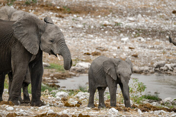 Elephant  in wild savanna , Africa
