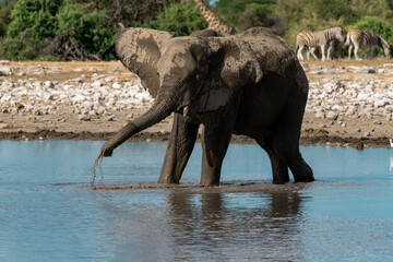 Elephant  in wild savanna , Africa
