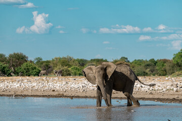 Elephant  in wild savanna , Africa
