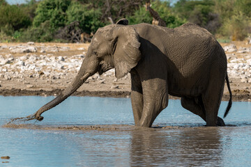 elephant in wild savanna , Africa