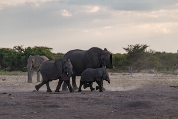 elephant in wild savanna , Africa