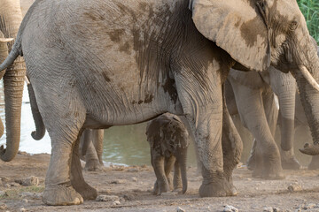 elephant in wild savanna , Africa