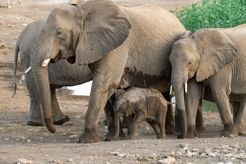 Fototapeta premium elephant in wild savanna , Africa