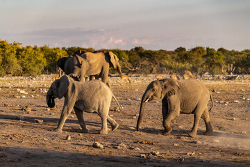 elephant in wild savanna , Africa