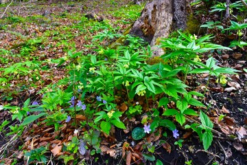 Spring wild garden with nine-leaved toothwort (Cardamine enneaphyllos) and liverwort (Anemone hepatica) blue flowers