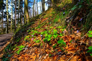 Beautiful springtime wild garden with green Hacquetia epipactis and blue liverwort (Anemone hepatica)