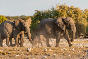 elephant in wild savanna , Africa