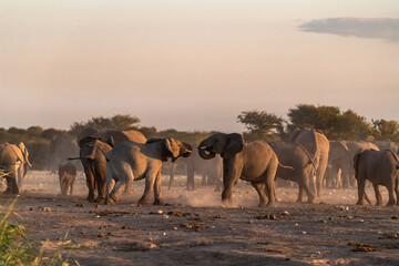 elephant in wild savanna , Africa