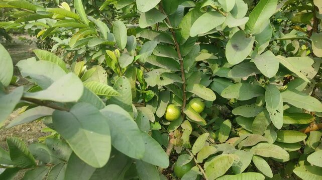 A green guava orchard with bagged fruits in India's lush fields. The orchard features rows of healthy trees with protective bags, highlighting effective agricultural practices and vibrant greenery.