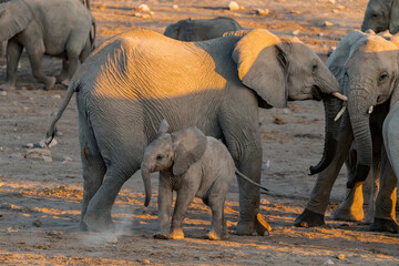 elephant in wild savanna , Africa