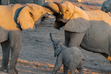 elephant in wild savanna , Africa
