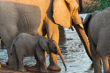 elephant in wild savanna , Africa