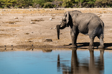 wild elephant in savanna , Africa