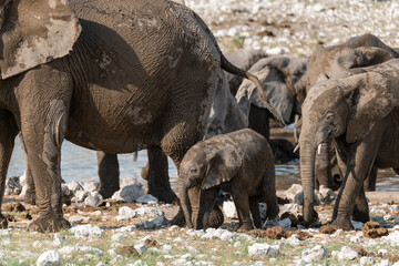 elephant in wild savanna , Africa