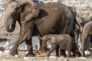 elephant in wild savanna , Africa