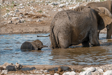 elephant in wild savanna , Africa