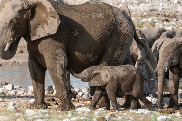 elephant in wild savanna , Africa