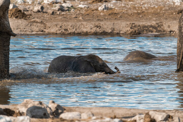 elephant in wild savanna , Africa