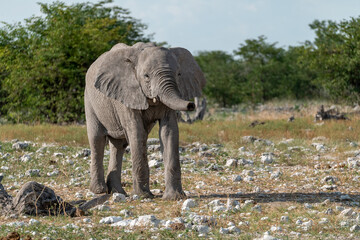 elephant in wild savanna , Africa