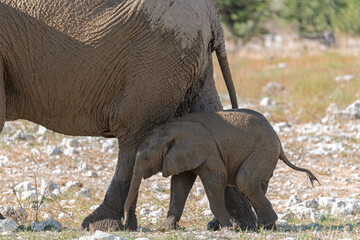 wild elephant in savanna , Africa