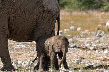 elephant in wild savanna , Africa