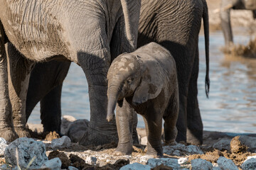 elephant in wild savanna , Africa