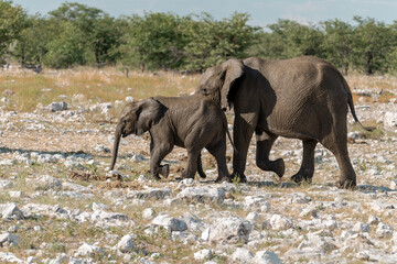 elephant in wild savanna , Africa