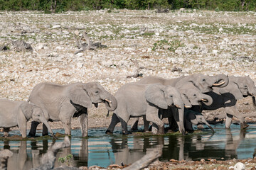 wild elephant in savanna , Africa