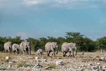 wild elephant in savanna , Africa