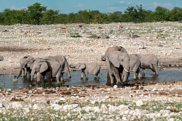 Obraz premium elephant in wild savanna , Africa