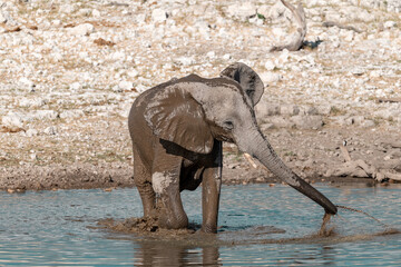 elephant in wild savanna , Africa