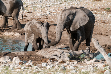 elephant in wild savanna , Africa