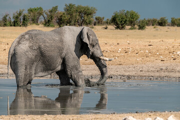 elephant in wild savanna , Africa