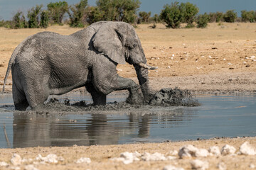 Obraz premium elephant in wild savanna , Africa