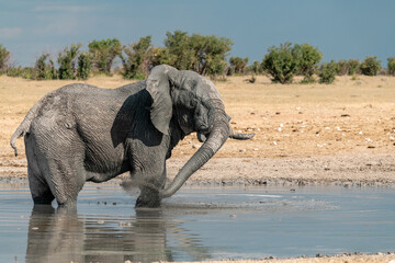 elephant in wild savanna , Africa