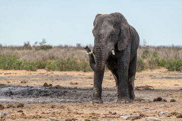 Fototapeta premium wild elephant in savanna , Africa