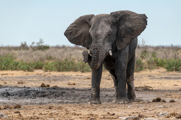 Fototapeta premium elephant in wild savanna , Africa