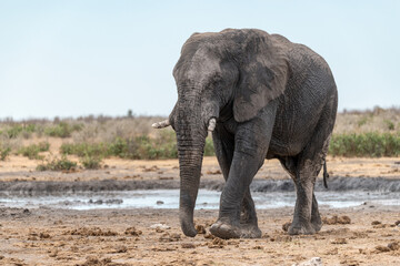 elephant in wild savanna , Africa