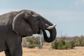 elephant in wild savanna , Africa