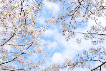 桜　ソメイヨシノ　青空のイメージ