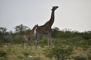 Giraffe in wild savanna , Africa