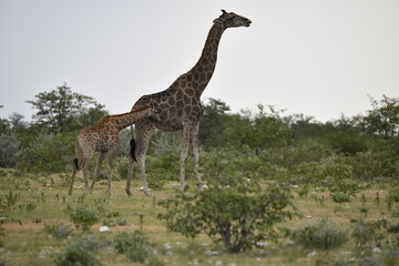 Giraffe in wild savanna , Africa