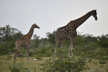 Giraffe in wild savanna , Africa