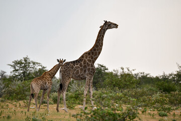 Giraffe in wild savanna , Africa