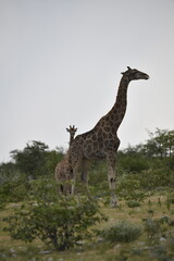 Giraffe in wild savanna , Africa