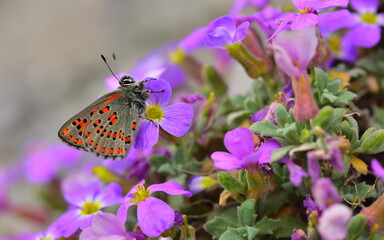 Tomares nesimachus 1400
