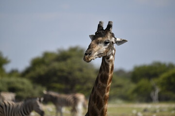 Giraffe in wild savanna , Africa